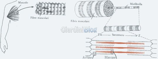 Descrizione della Miofibrilla