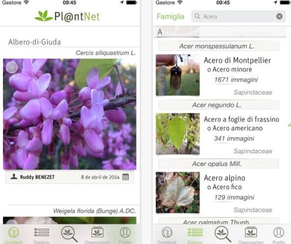 identificare piante e fiori con PlantNet