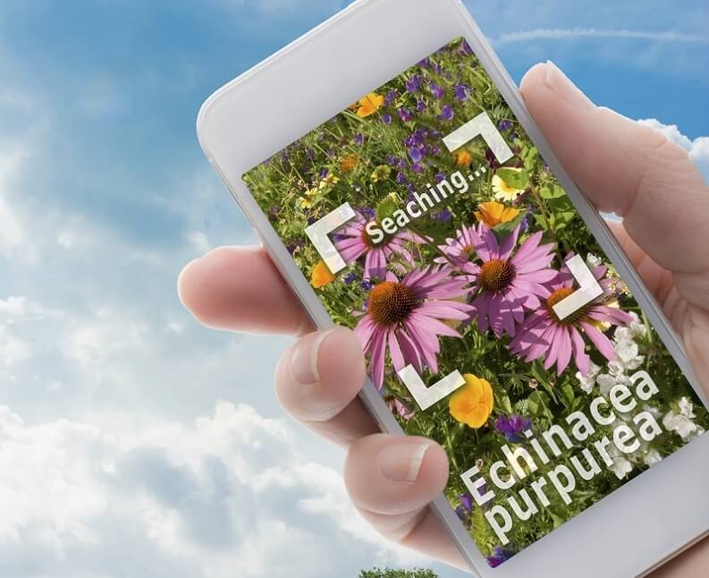 App per riconoscere le piante per Android e iPhone