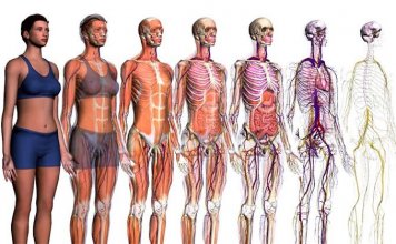I migliori siti e app di anatomia umana in 3D