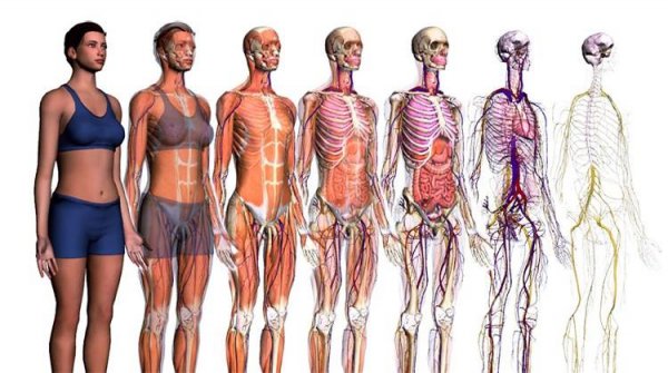 anatomia corpo umano