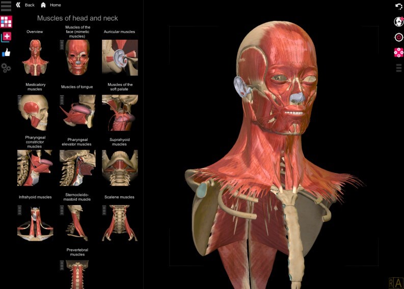 anatomia umana