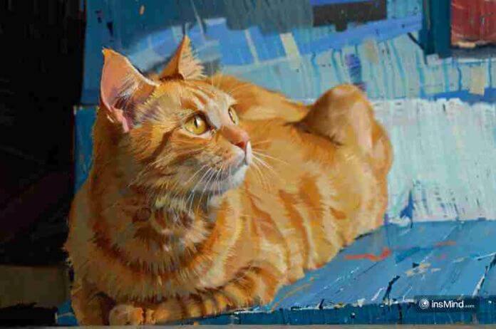 Gatto Arancione Filtro Insmind