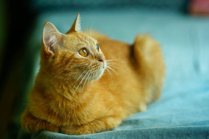 Gatto Arancione