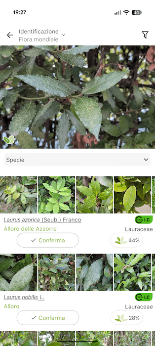 Plantnet Identificazione Pianta